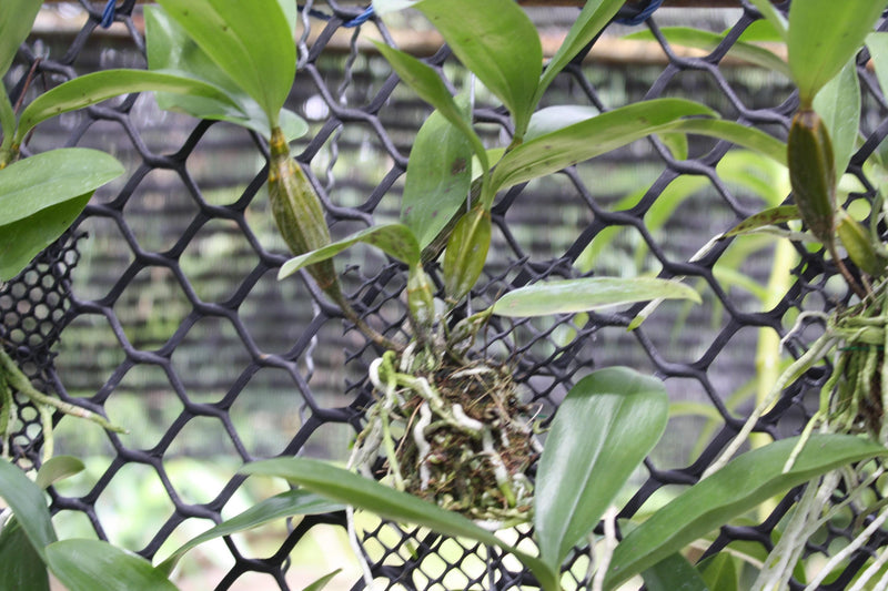 Dendrobium Thyrsiflorum Orchid Plant – Rare Starter Size Orchid Flower