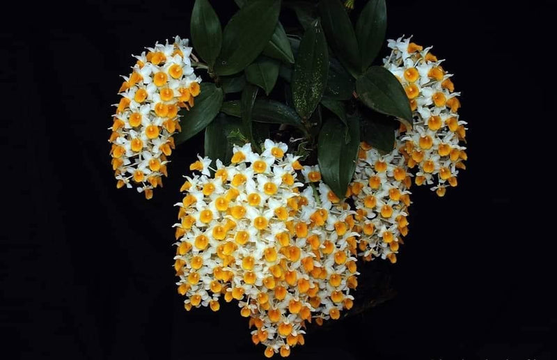 Dendrobium Thyrsiflorum Orchid Plant – Rare Starter Size Orchid Flower