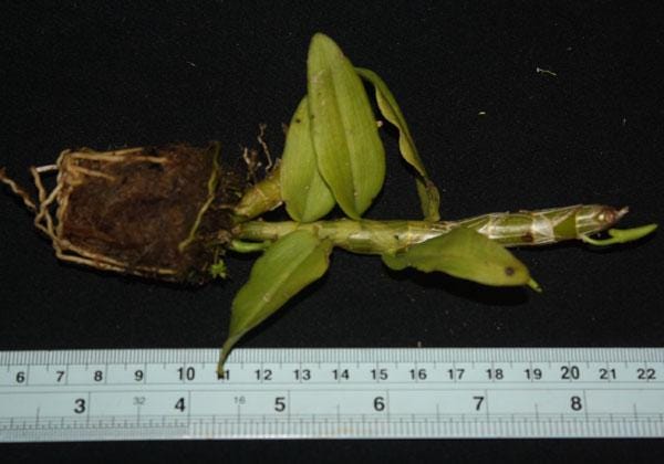 Dendrobium cretaceum Orchid Plant – Rare bloom Size Orchid fragrant Flower