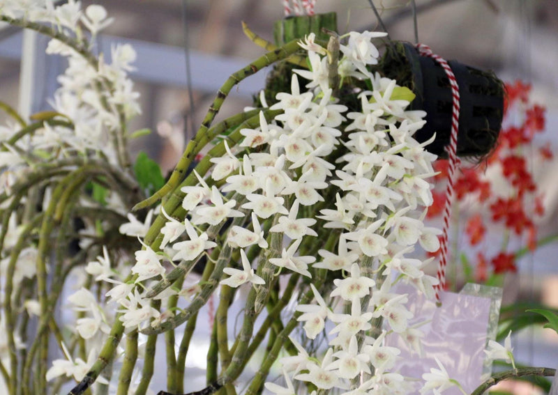 Dendrobium cretaceum Orchid Plant – Rare bloom Size Orchid fragrant Flower