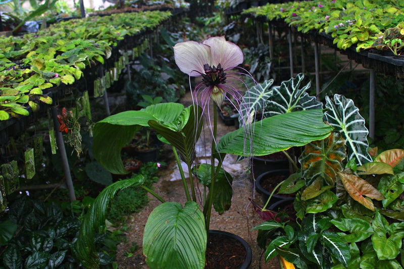 Tacca Chantrieri Black Bat Orchid Plant, Rare Flower Root Cutting (2 Plants)