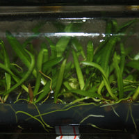 Bulbophyllum medusae