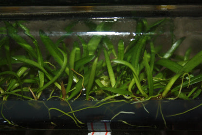 Bulbophyllum medusae