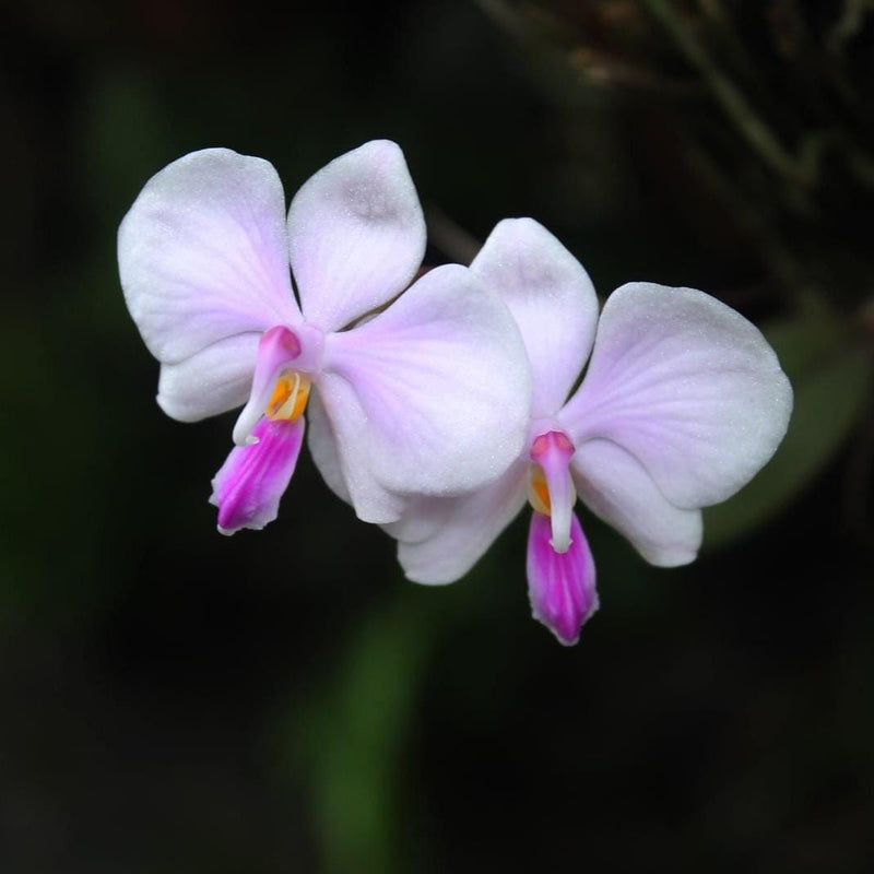Phalaenopsis lowii 1 Plant Orchid Plant – rare orchids