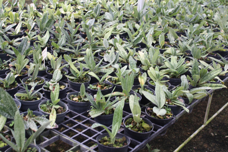 Paphiopedilum collection Orchid Plant: Lady Slipper Bloom Size