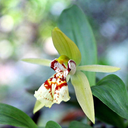 Coelogyne schilleriana