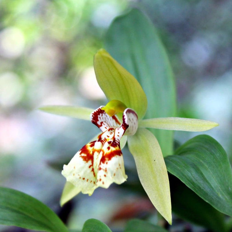 Coelogyne schilleriana  Orchid Plant: Miniatureorchid Bloom Size