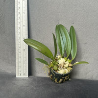Bulbophyllum electrinum