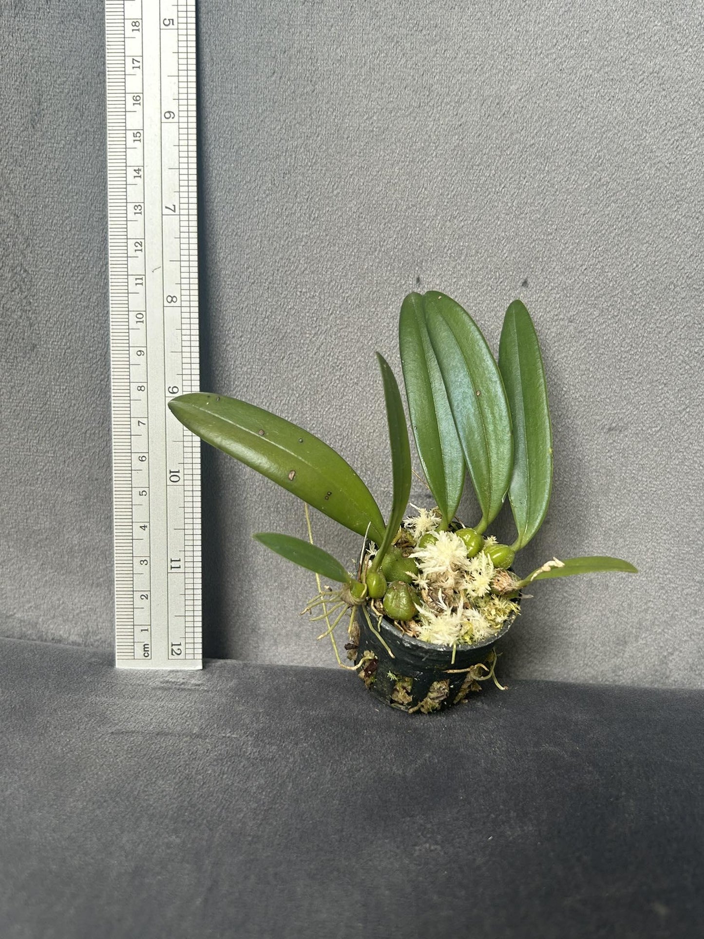 Bulbophyllum electrinum