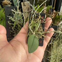 Phalaenopsis lowii
