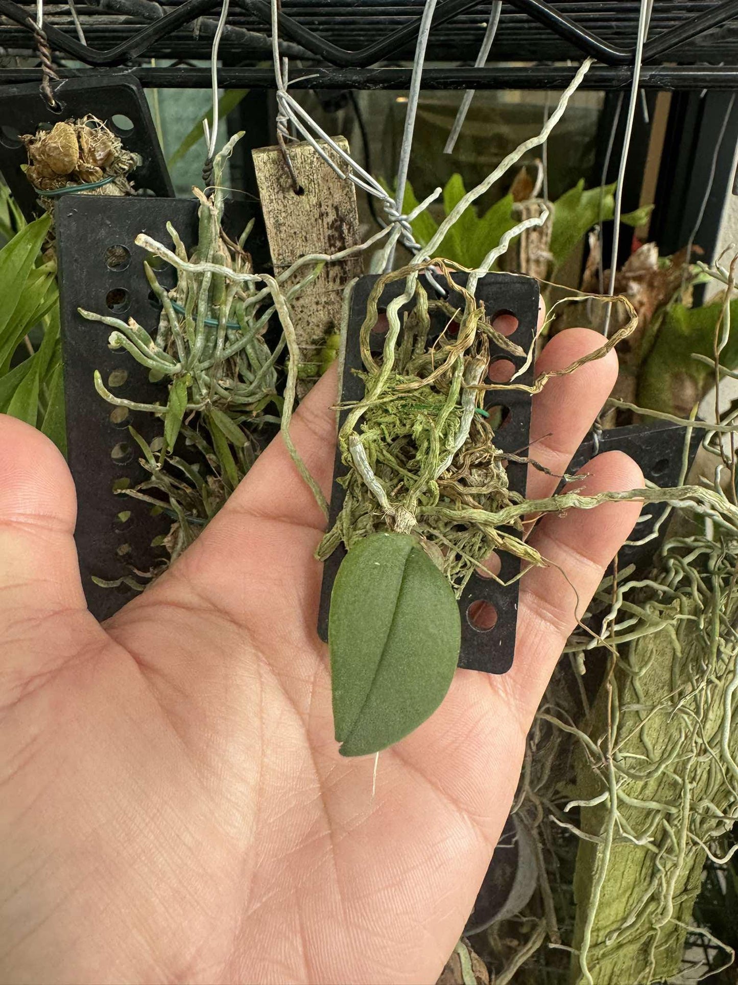 Phalaenopsis lowii