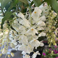Dendrobium farmeri alba