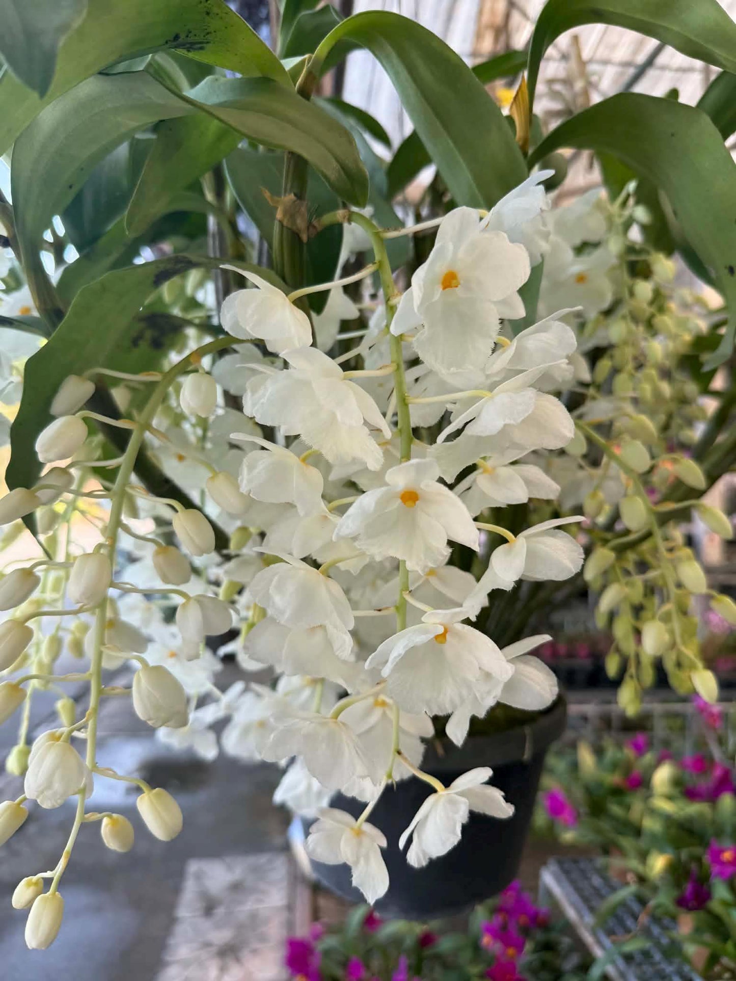 Dendrobium farmeri alba