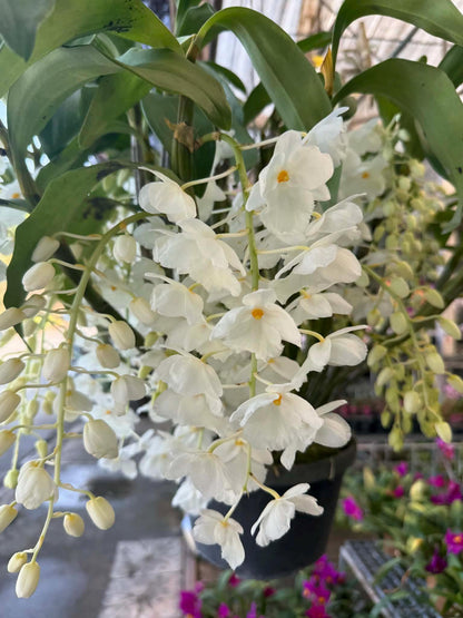 Dendrobium farmeri alba