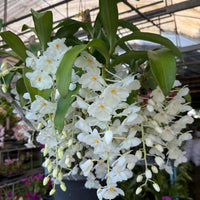Dendrobium farmeri alba