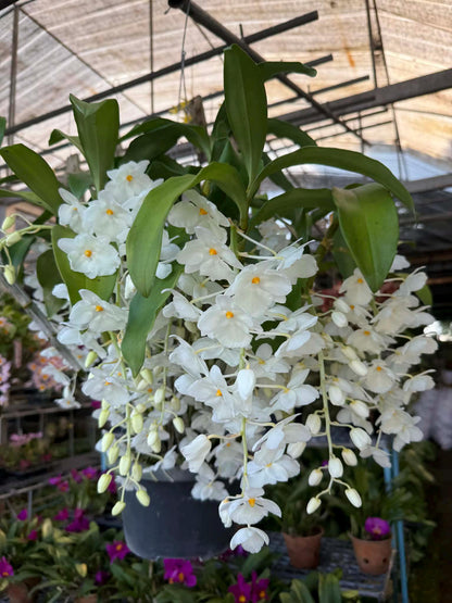 Dendrobium farmeri alba