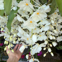 Dendrobium farmeri alba