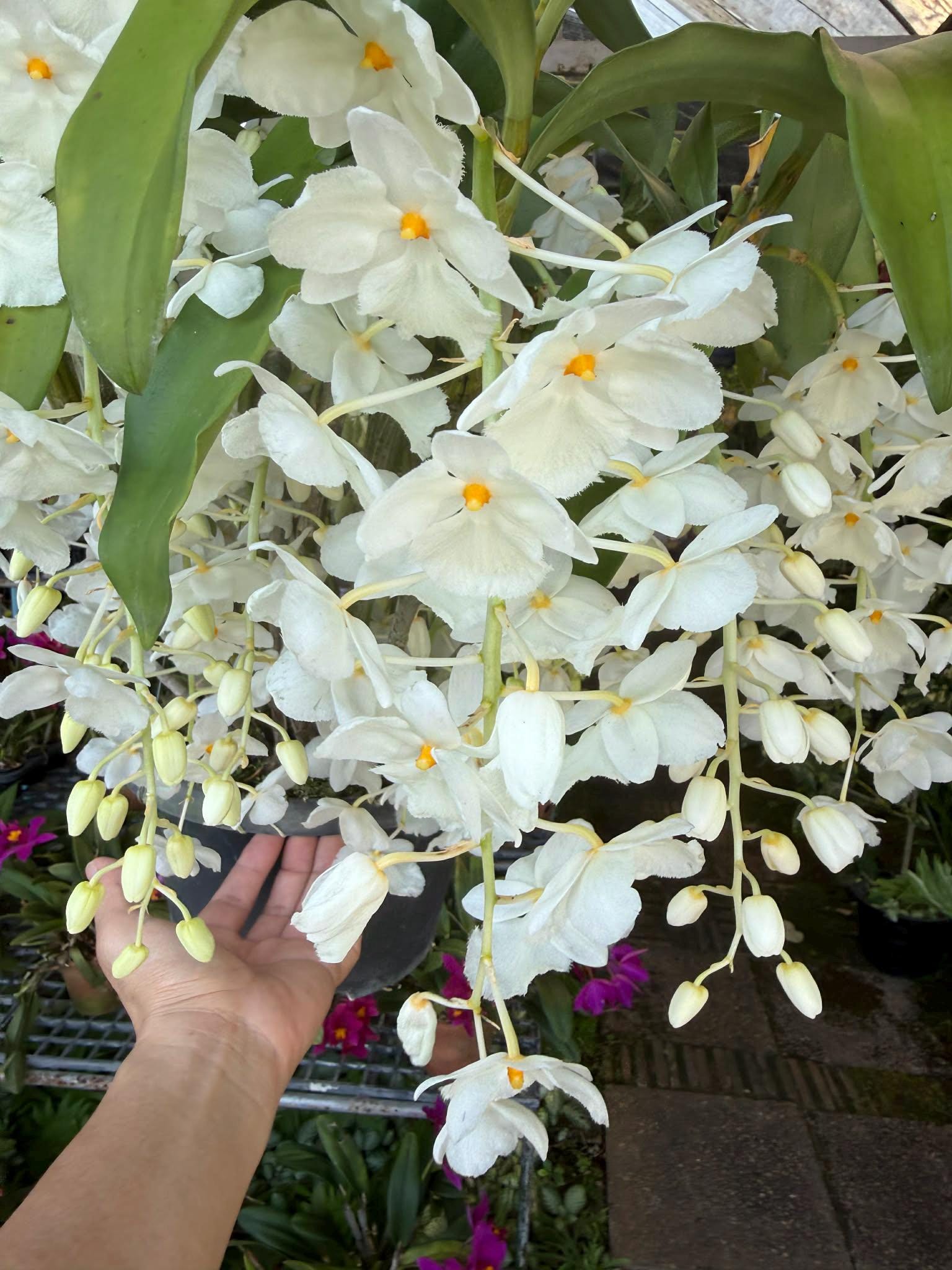Dendrobium farmeri alba