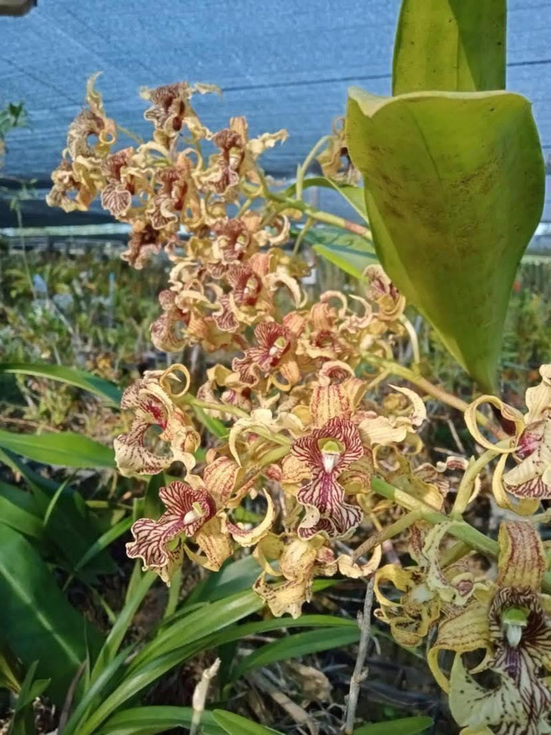 Dendrobium Memoria Asiswadi Orchid Plant (Bloom Size)