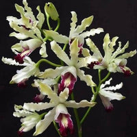 Schomburgkia thomsoniana semi alba