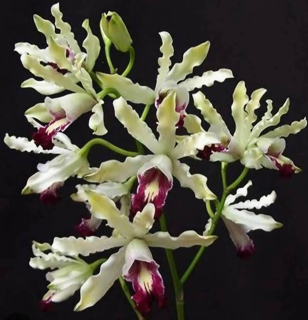 Schomburgkia thomsoniana semi alba
