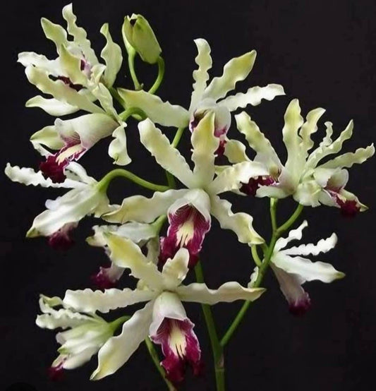 Schomburgkia thomsoniana semi alba