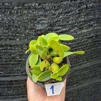 Schomburgkia thomsoniana semi alba
