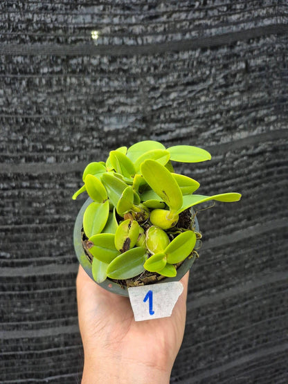 Schomburgkia thomsoniana semi alba