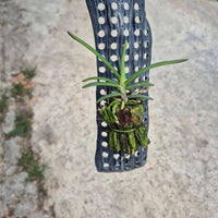 Renanthera monachica
