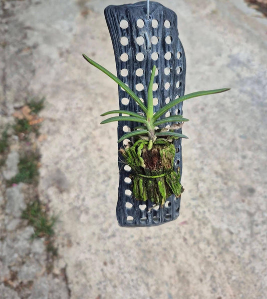 Renanthera monachica