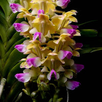 Aerides houlletiana