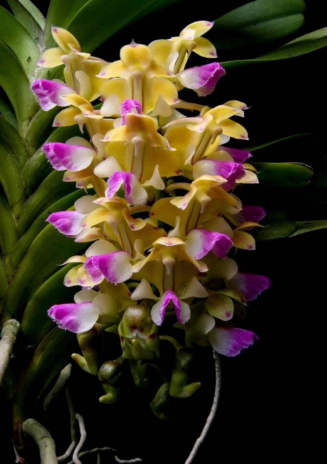 Aerides houlletiana