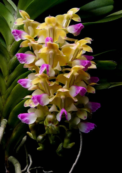 Aerides houlletiana