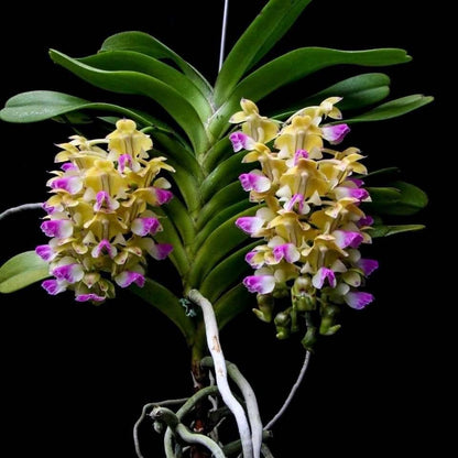 Aerides houlletiana