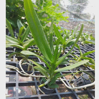 Aerides houlletiana