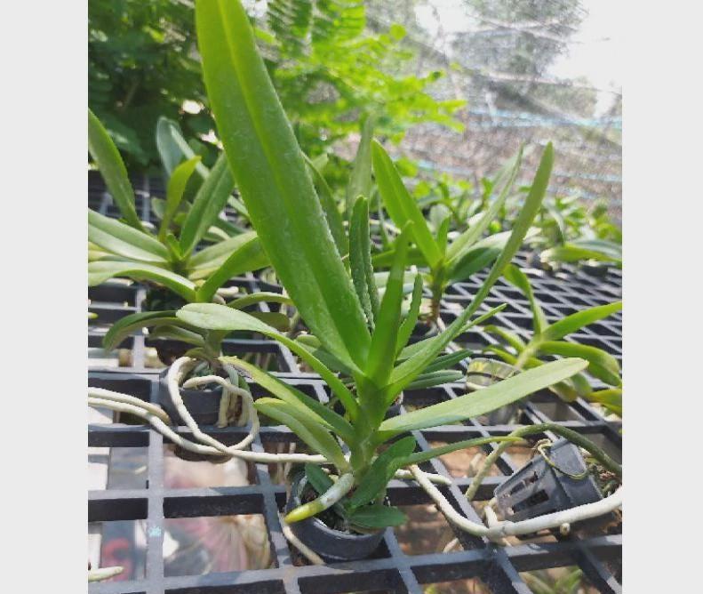 Aerides houlletiana