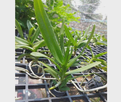 Aerides houlletiana