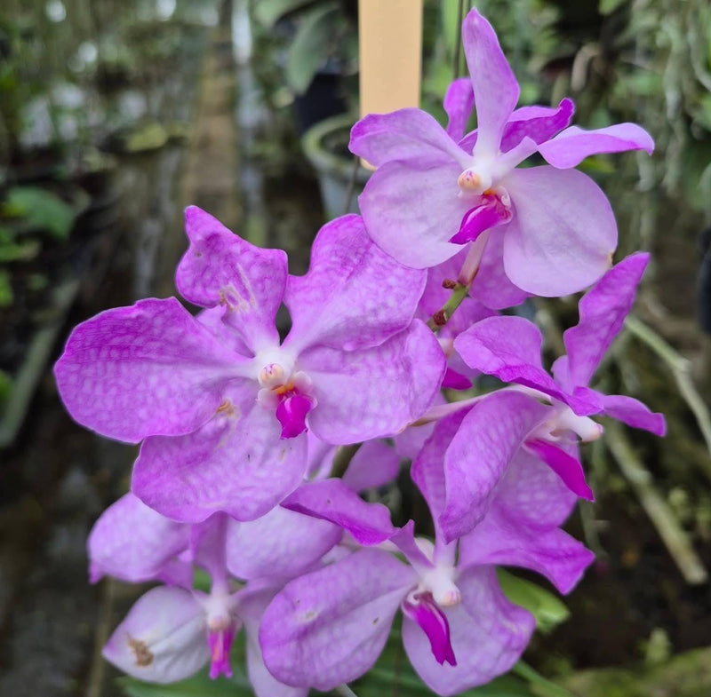 Vanda Coerulea (Pink Santi) Orchid Plant – Medium Size Blooms