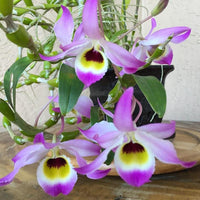 Dendrobium findlayanum v. oculatum