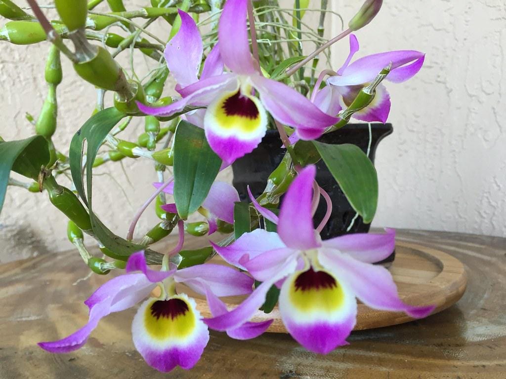 Dendrobium findlayanum v. oculatum