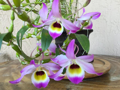 Dendrobium findlayanum v. oculatum