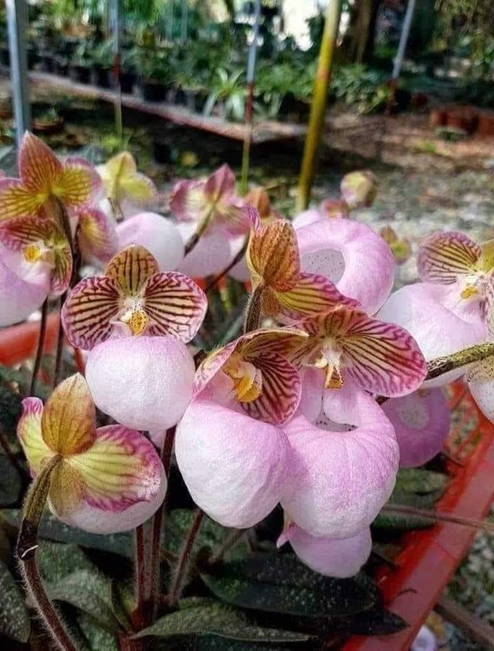 Paphiopedilum micranthum Orchid – Rare Lady Slipper Plant (1.5" Pot)