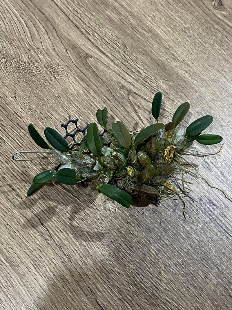 Dendrobium lindleyi Orchid Plant: Rare fragrant Bloom Size