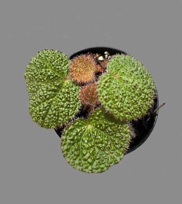 Begonia sp.  Rare Compact Species, Begonia Collection