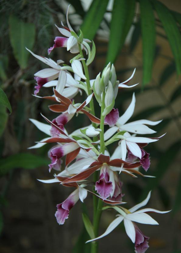 Phaius tankervilleae  2 Bulb, plant Orchid Collection,Spring garden decore
