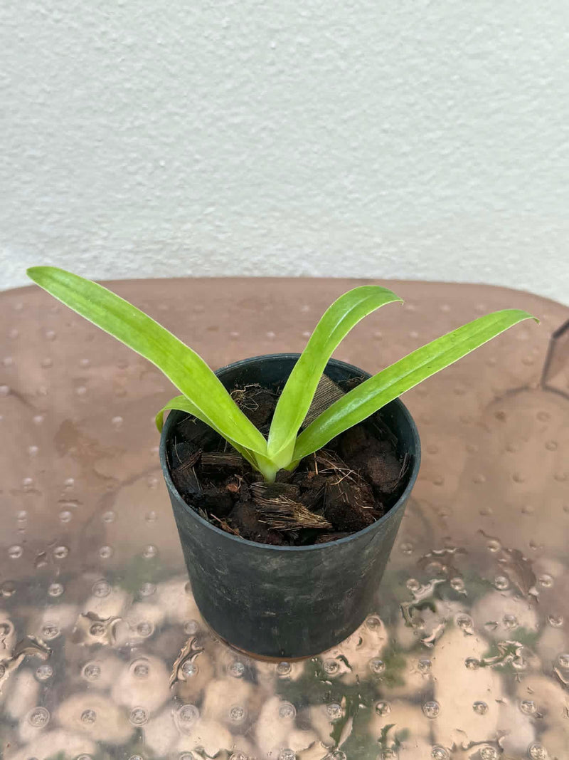 Paphiopedilum sanderianum (Borneo) Orchid Plant – Starter Size Rare Lady Slipper Orchid