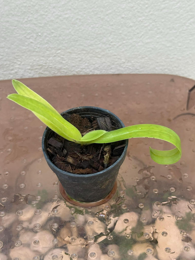Paphiopedilum sanderianum (Borneo) Orchid Plant – Starter Size Rare Lady Slipper Orchid