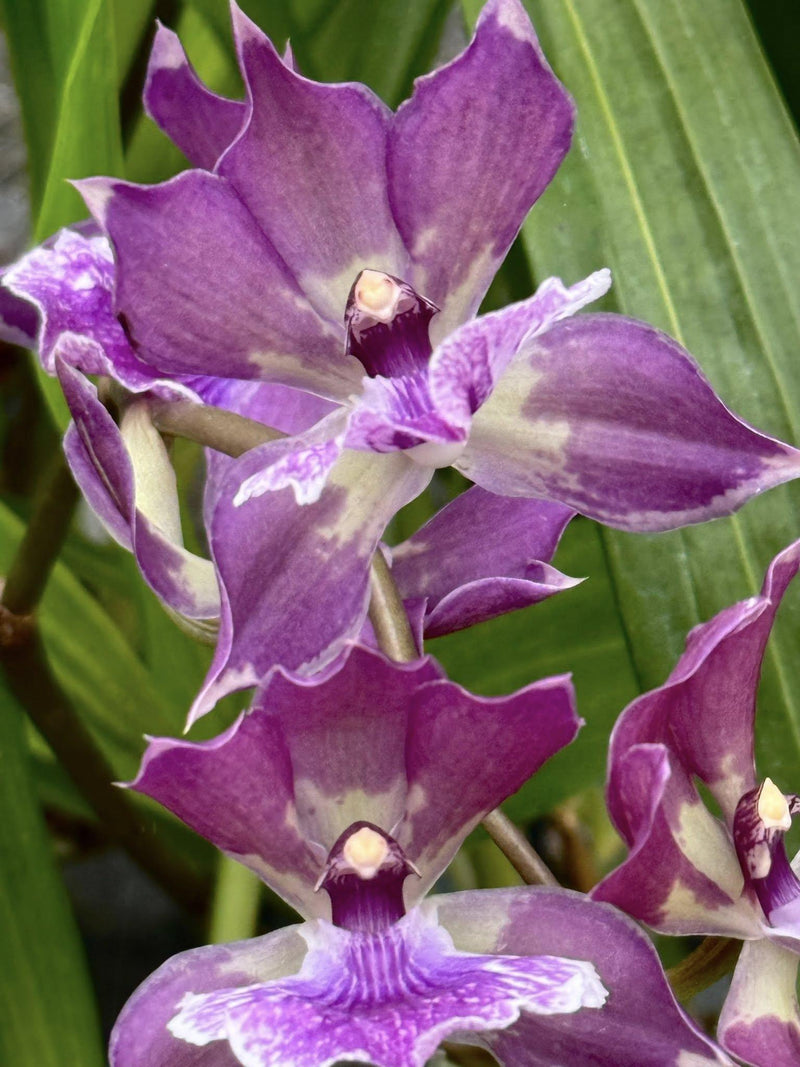 Zygonisia Murasakikomachi 1 Plant Orchid (Bloom Size)