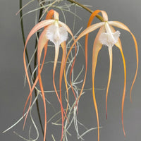Brassavola cucullata