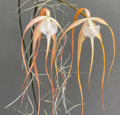 Brassavola cucullata